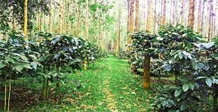 Coffee Plantations